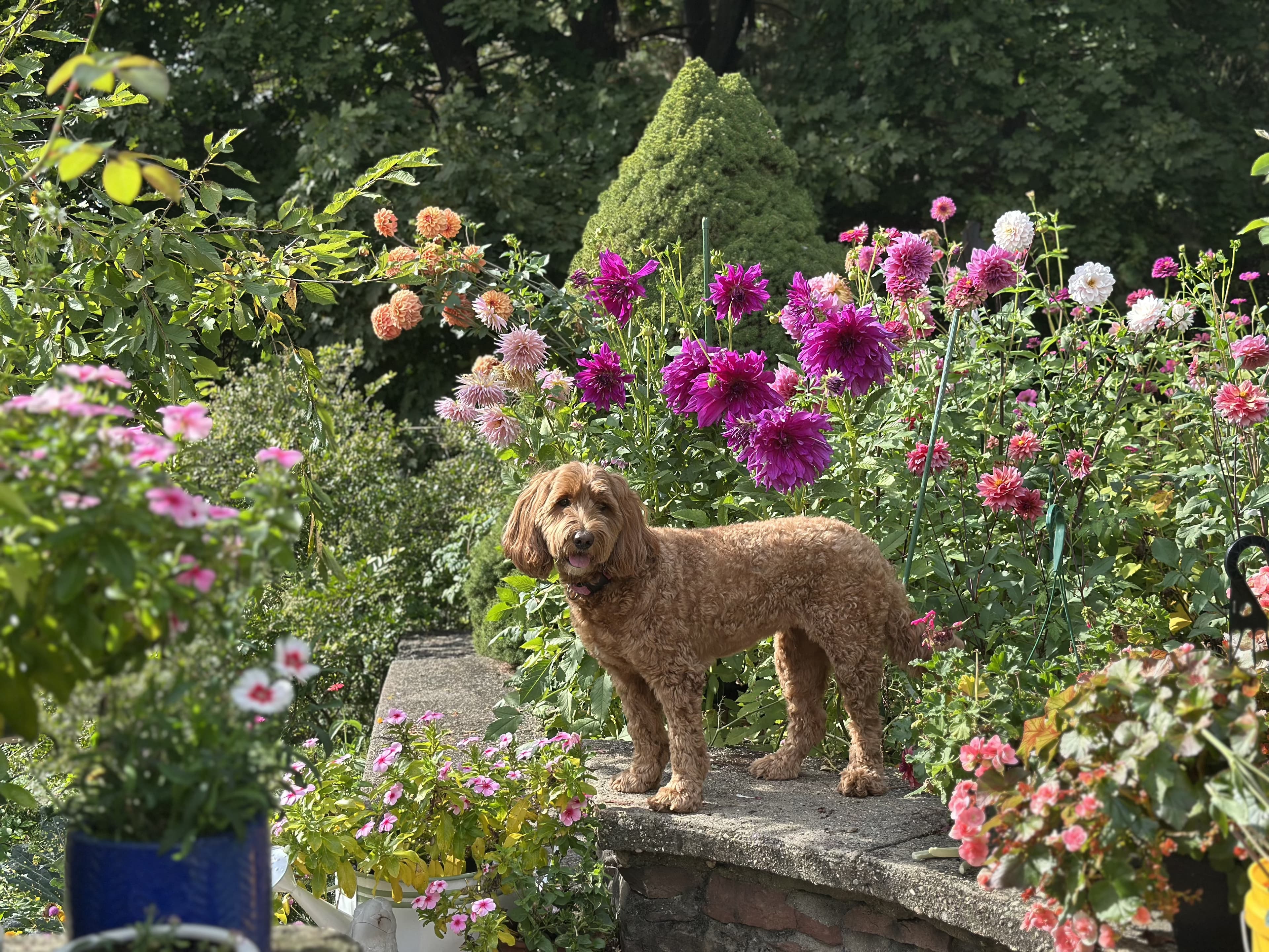 Lauren's Australian Labradoodle, Penny, in the garden